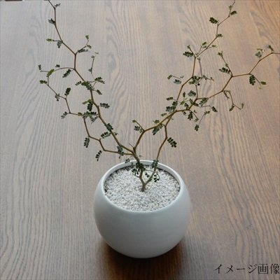 観葉植物の選び方とおすすめ人気ランキング10選 室内を緑で癒しの空間に Eny