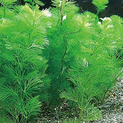 メダカ用水草の選び方とおすすめ人気ランキング10選 屋外飼育に最適な浮き草も紹介 Eny