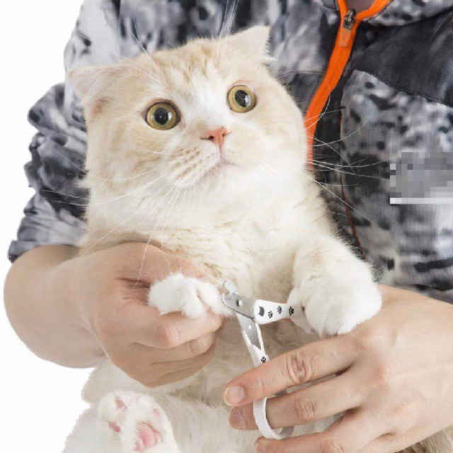 2022年】猫用爪切りの選び方とおすすめ人気ランキング10選【電動やすりや巻き爪対応もご紹介】 | eny